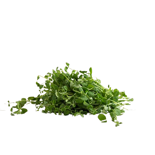 Sprouts - Pea Shoots - Microgreens