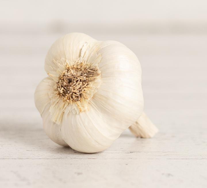 Elephant Garlic