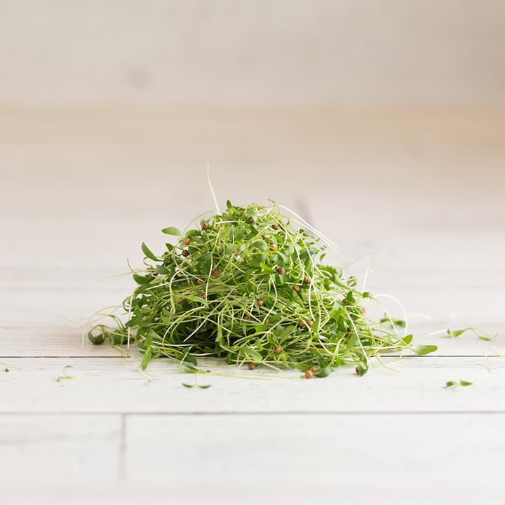 Sprouts - Cilantro - Microgreens