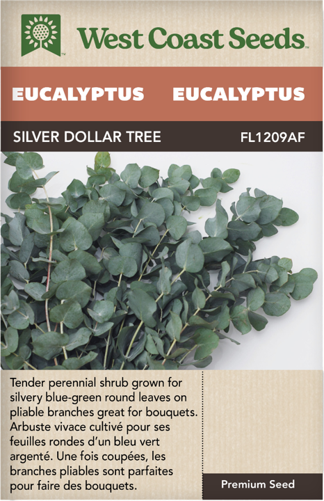 Seeds - Silver Dollar Tree Eucalyptus