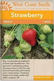 Seeds - Fresca Strawberries