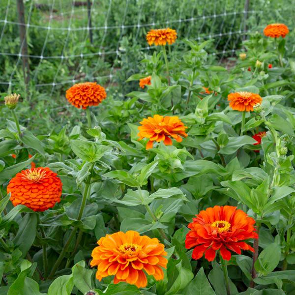 Orange Zinnia - 1/32 ounce