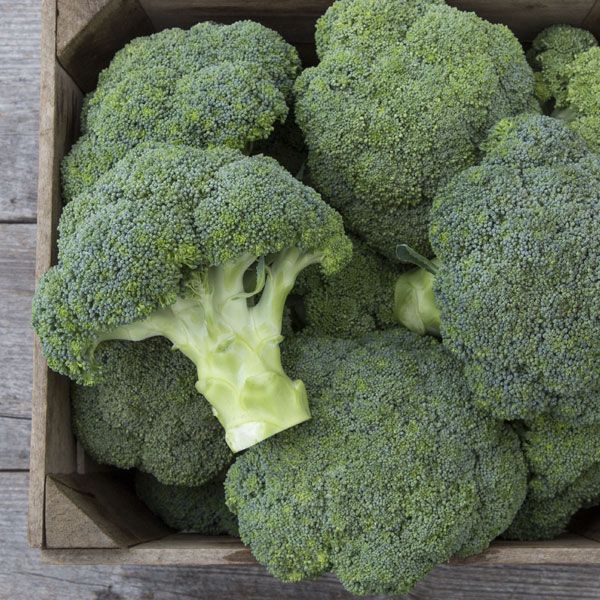 Seeds - Covina Broccoli - 25 seeds