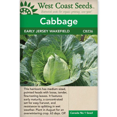 Seeds - Cabbage, Early Jersey Wakefield