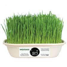 Sprouts - Wheatgrass MicroTray - Microgreens